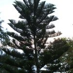 Araucariaheterophylla CONIFERS