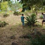 CYCADS