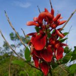 Erythrina Christa Galli EXOTIC ORNAMENTALS