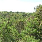 MOLAVE FOREST