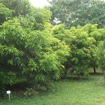 ORCHARD & SILVICULTURE