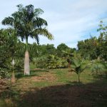 PALMS AREA