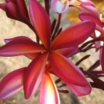 Plumeria rubra FLORAL CORNER