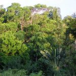 RAINFOREST