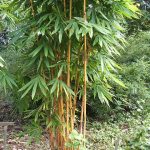 Schisostachyum brachycladium BAMBOO